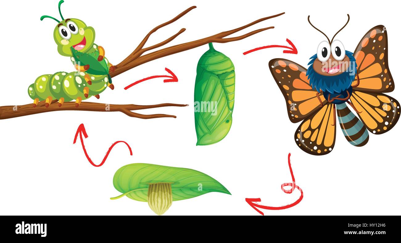 Schéma du cycle de vie des papillons illustration Illustration de Vecteur