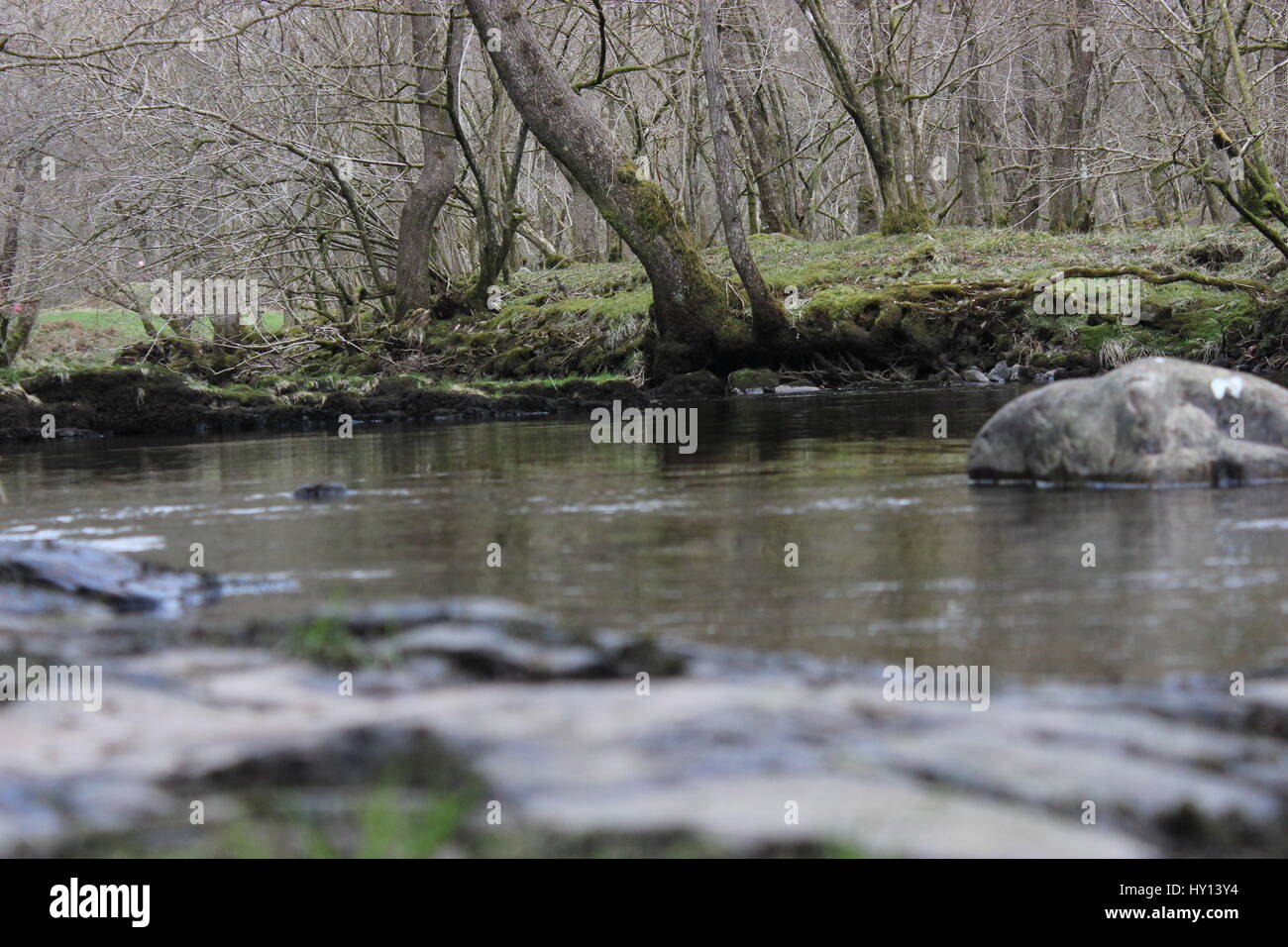 Bas capture d'un fleuve lent situé dans un bois Banque D'Images