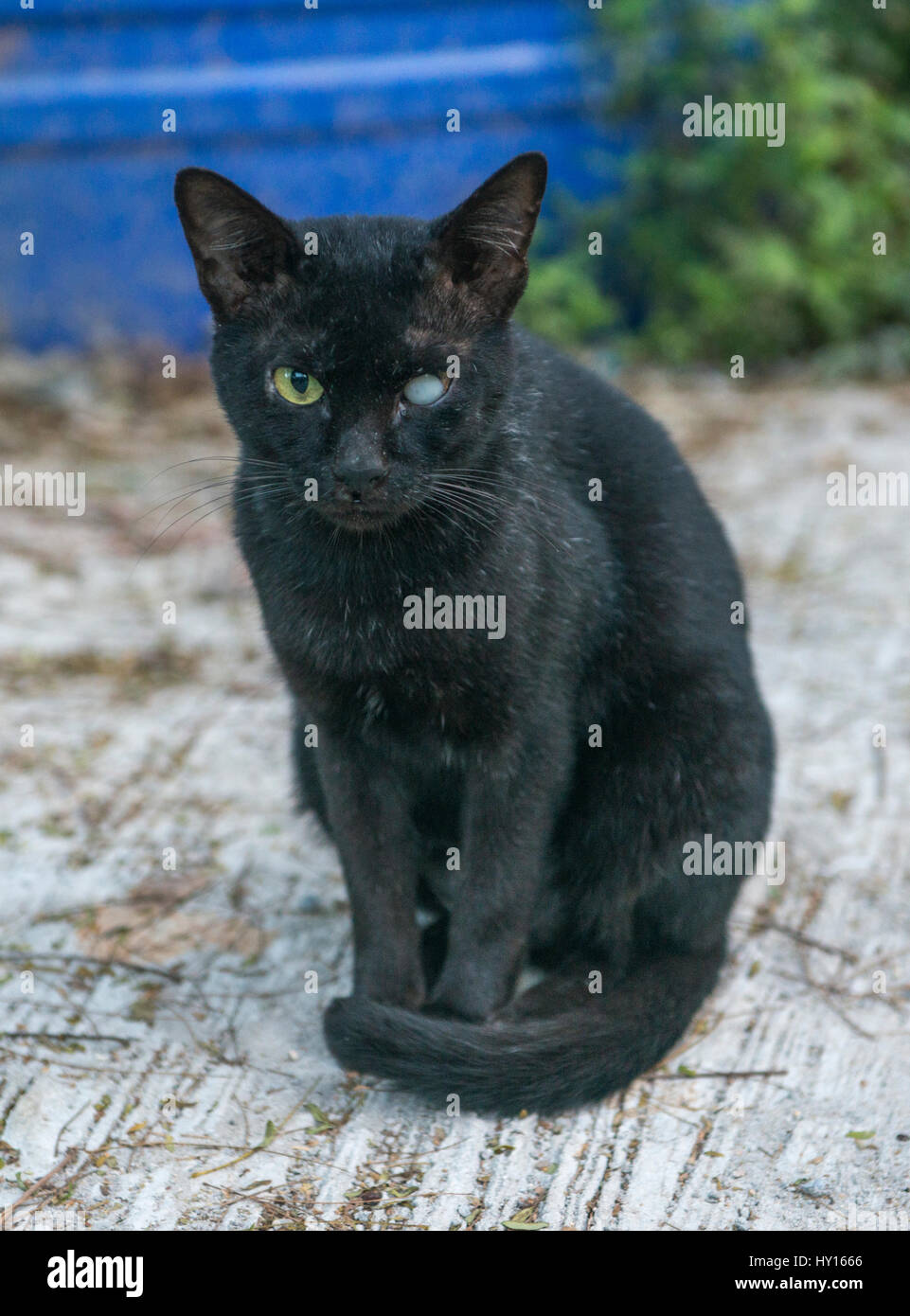 Un chat noir avec cataract à Phuket, Thaïlande. Banque D'Images