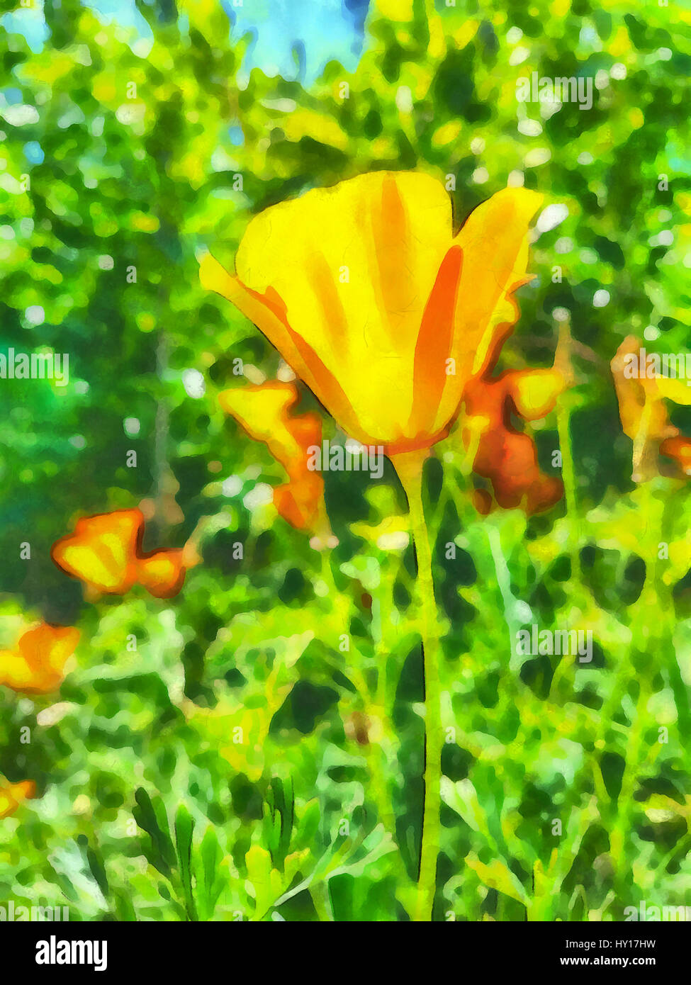 Aquarelle numérique de coquelicots de Californie dans le jardin. Banque D'Images