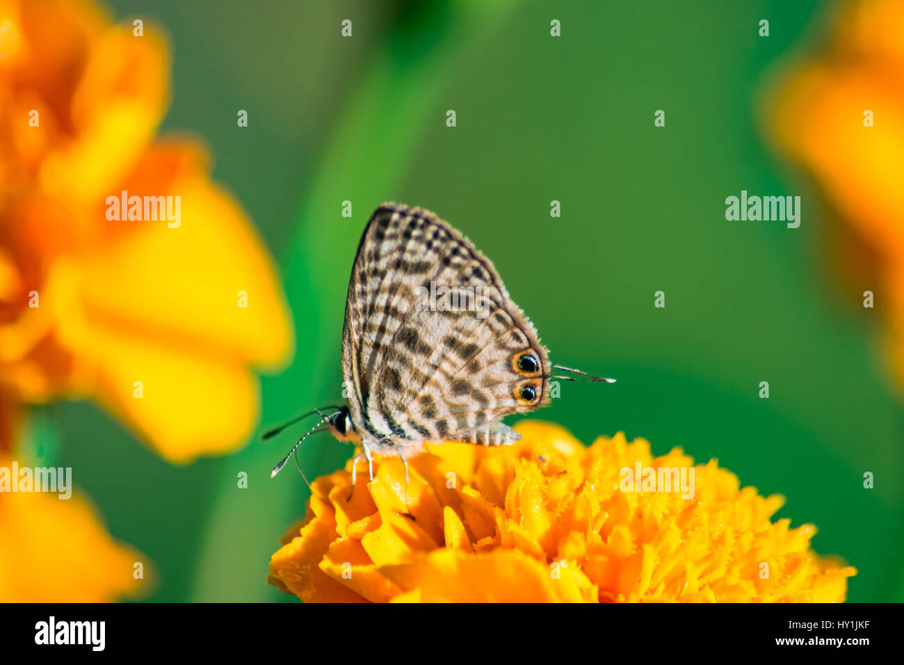 Papillon Bleu Zèbre commun - Leptotes pirithous pirithous sur un souci jaune Banque D'Images