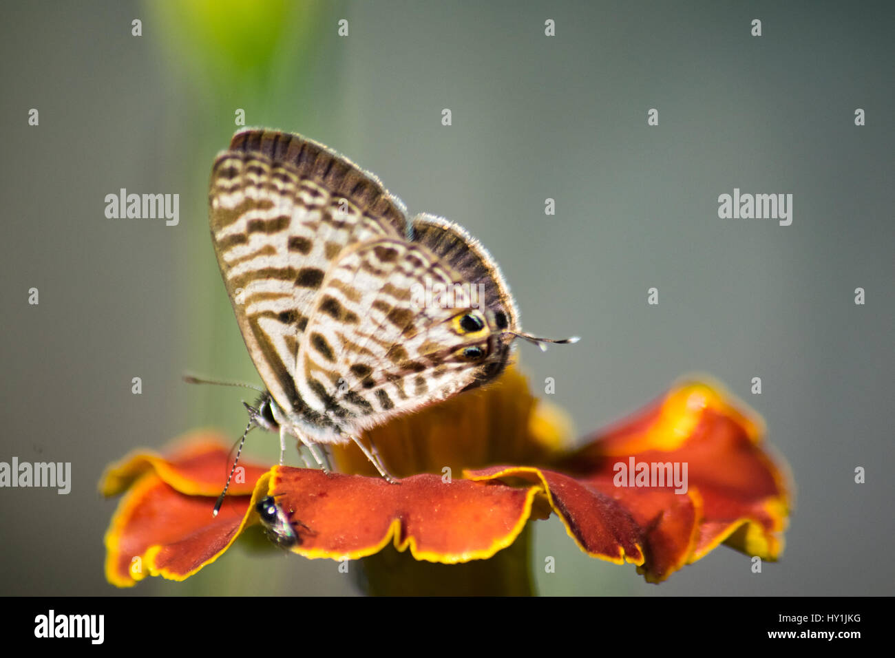 Papillon Bleu Zèbre commun - Leptotes pirithous pirithous sur une fleur Banque D'Images