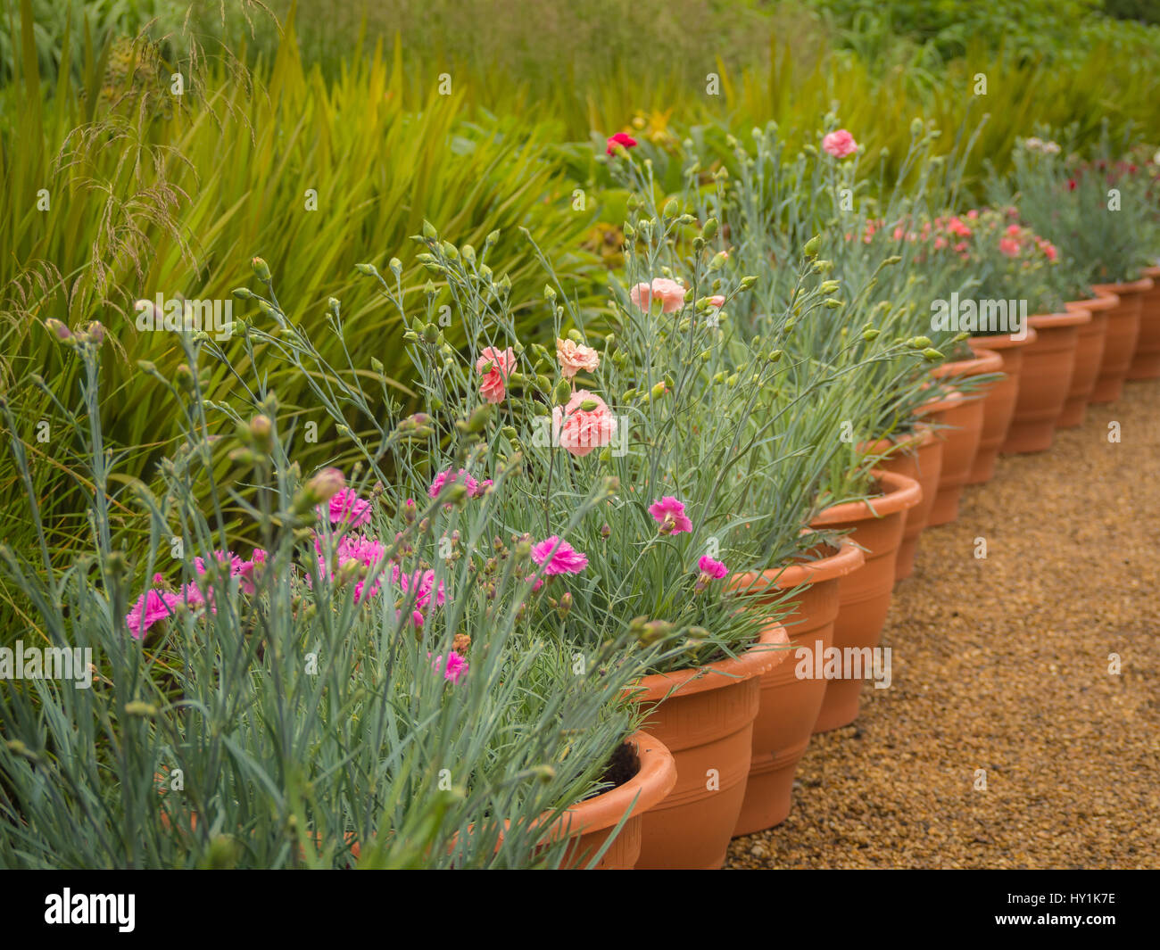 Dianthus fleurs en pots de terre cuite Banque D'Images