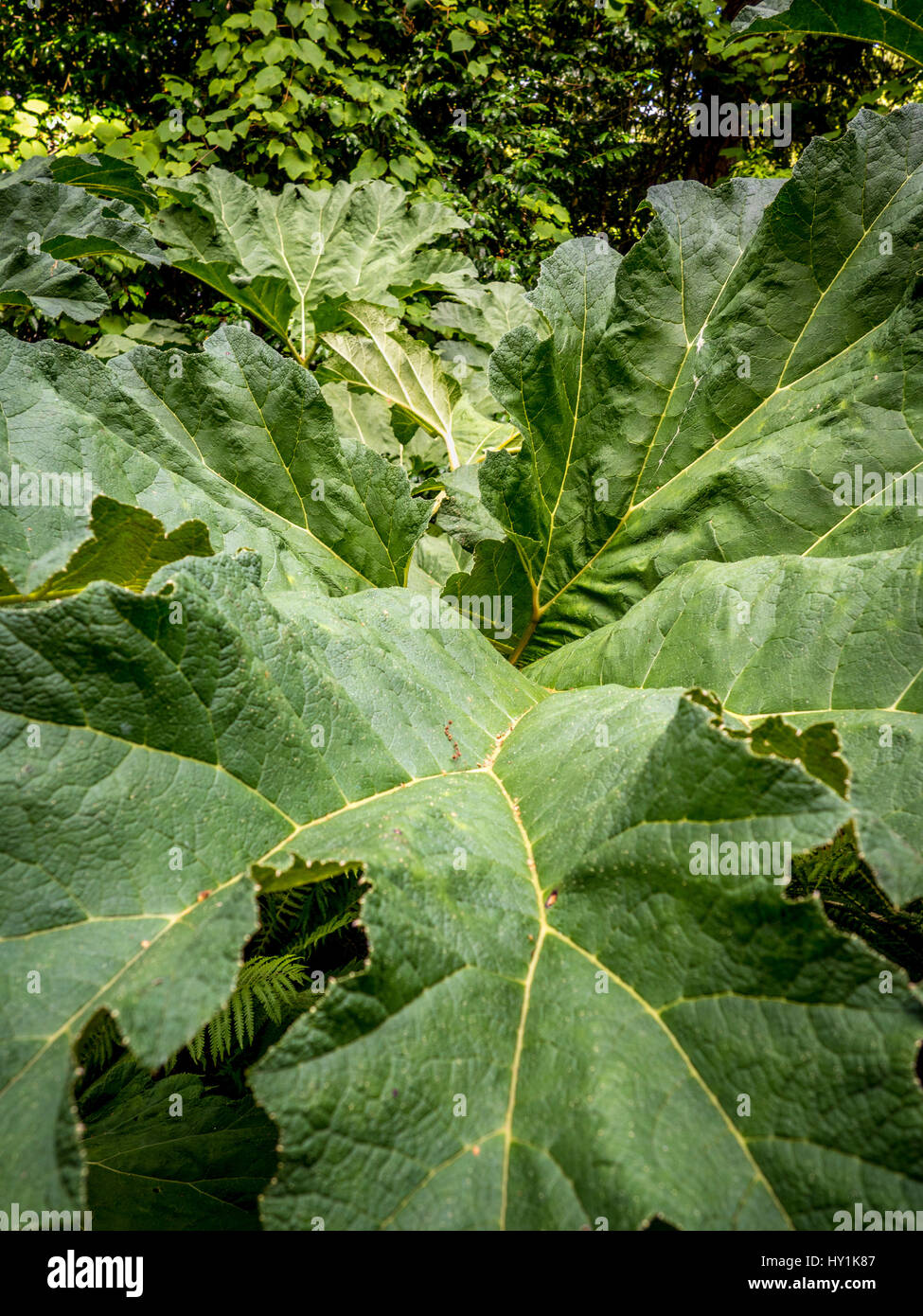 Plantes Gunneraceae Gunnera manicata () Banque D'Images