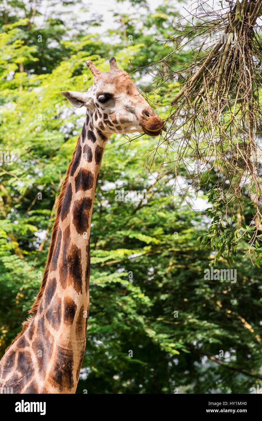 La girafe Rothschild de manger au Zoo de Singapour, Singapour Banque D'Images