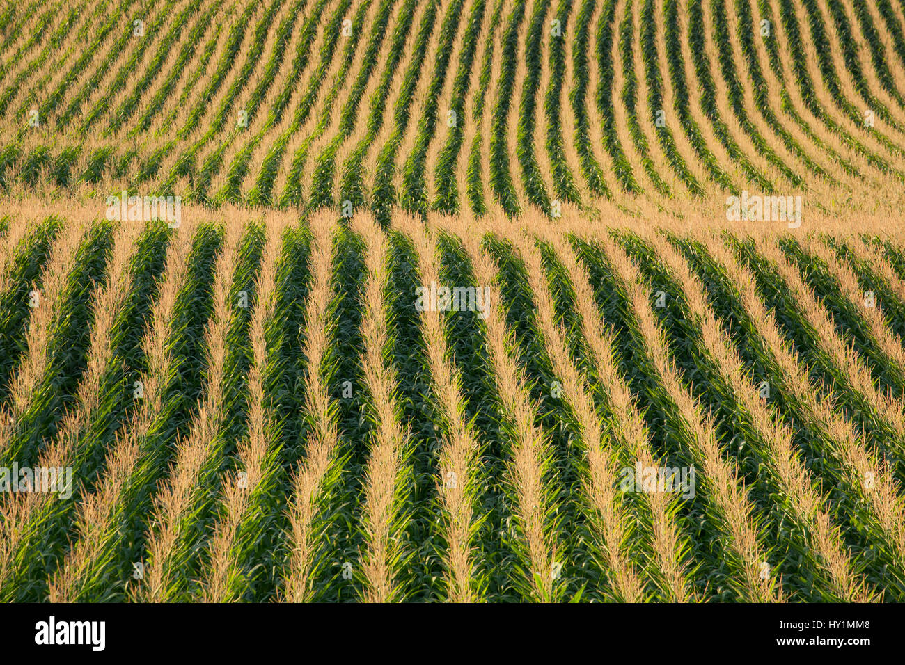 Rangées de maïs dans le champ dans le Minnesota en fin d'après-midi, soleil de l'été Banque D'Images