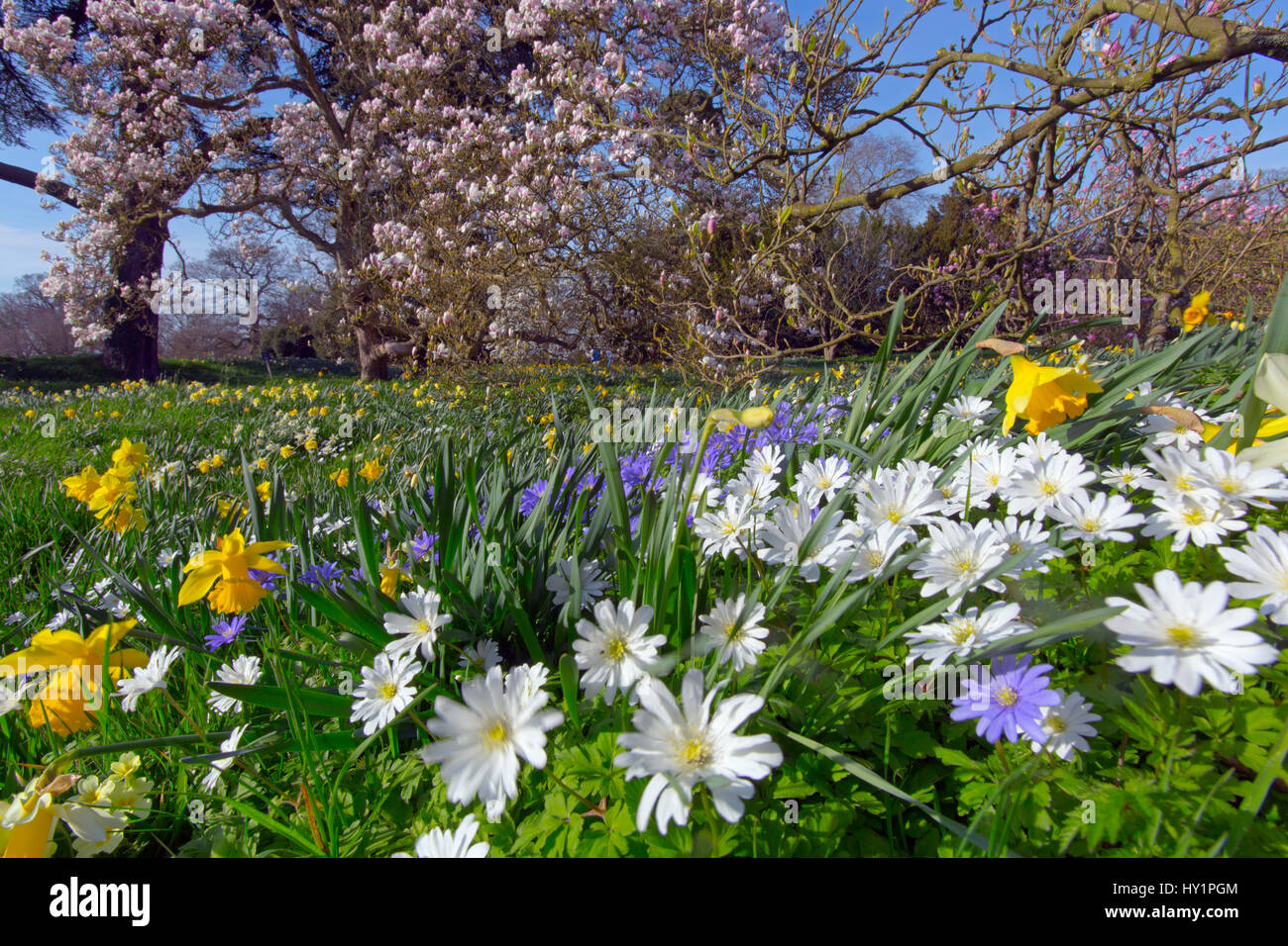 Anemone blanda blanc et bleu avec des jonquilles et floraison Magnolia au printemps Banque D'Images