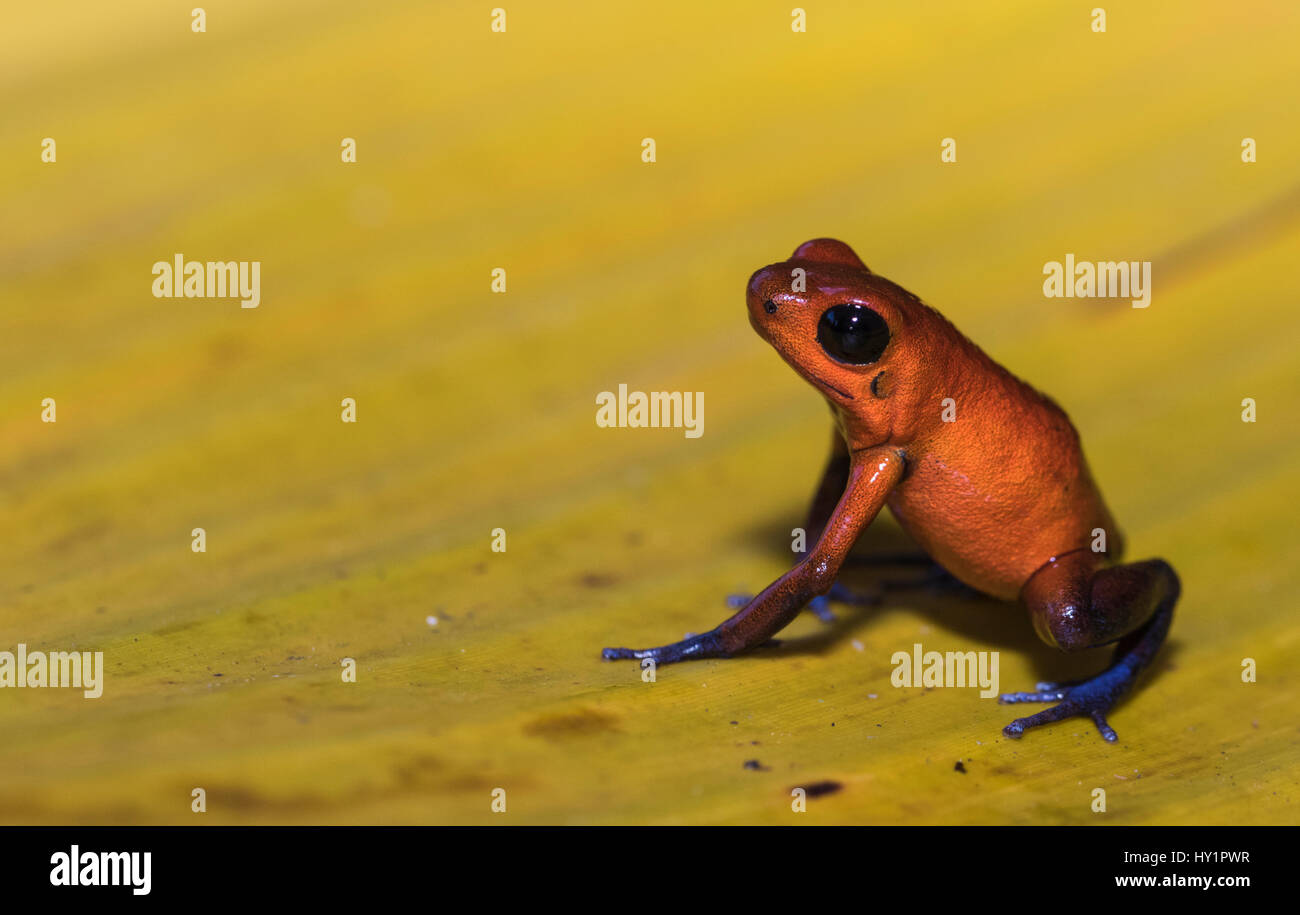 Blue-jeans ou grenouille fraise-Poison dart Frog, dendrobates pumilio, assis sur une feuille jaune banan en forêt tropicale à Laguna del Lagarto, Boca Tapada, Banque D'Images