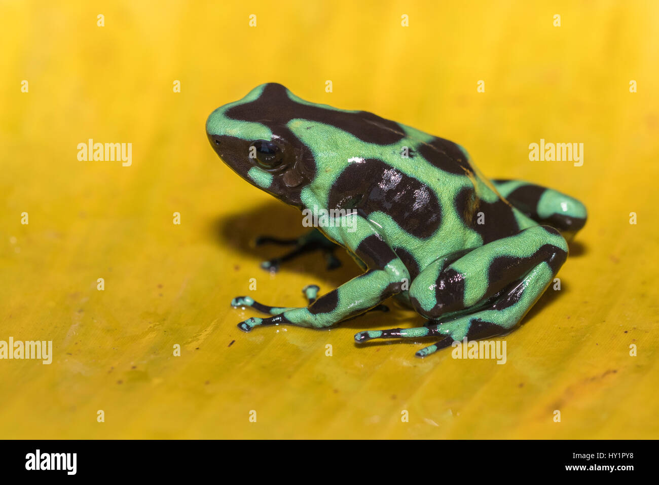 Vert-et-black poison dart frog Dendrobates auratus, ou vert et noir poison arrow frog assis sur une feuille de banane jaune en forêt tropicale à Laguna del Banque D'Images