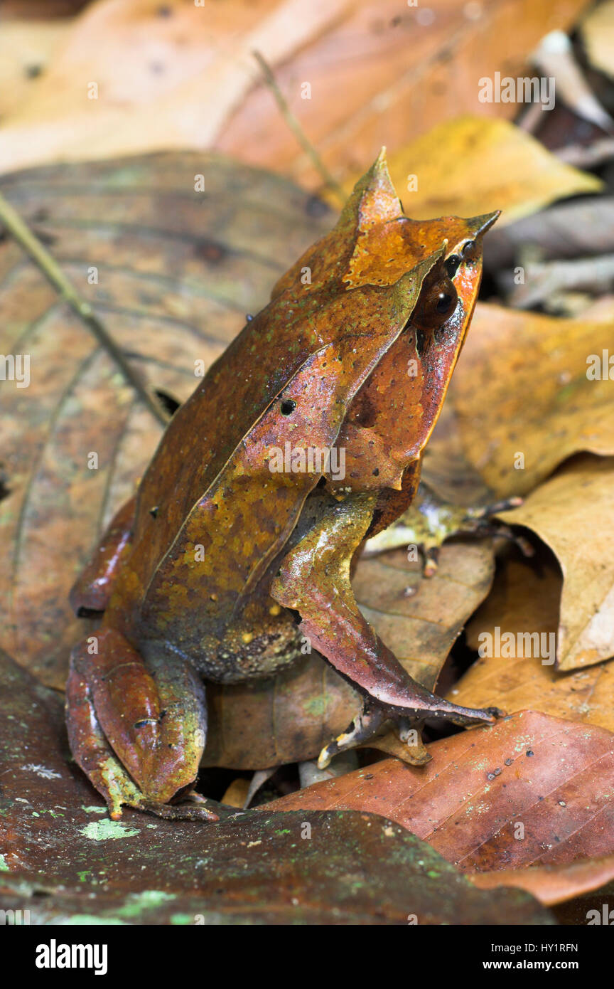 La grenouille cornue de Bornéo (Megophrys nasuta) entre dans la litière de feuilles sol forestier, la vallée de Danum, Sabah, Bornéo. Banque D'Images