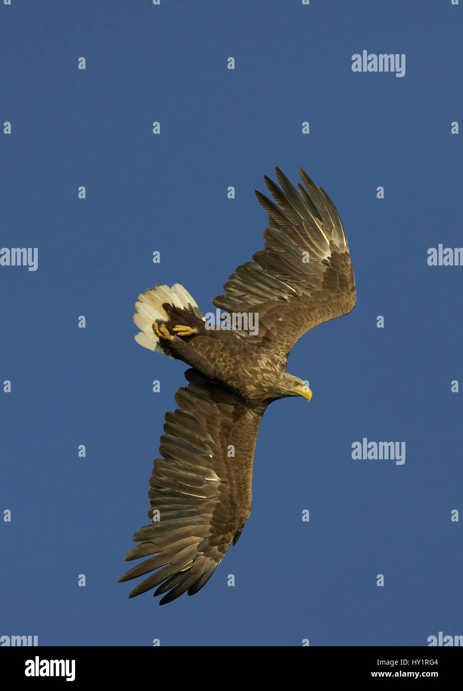 Sea Eagle (Haliaeetus albicilla) adulte en vol, Flatanger, la Norvège. Banque D'Images
