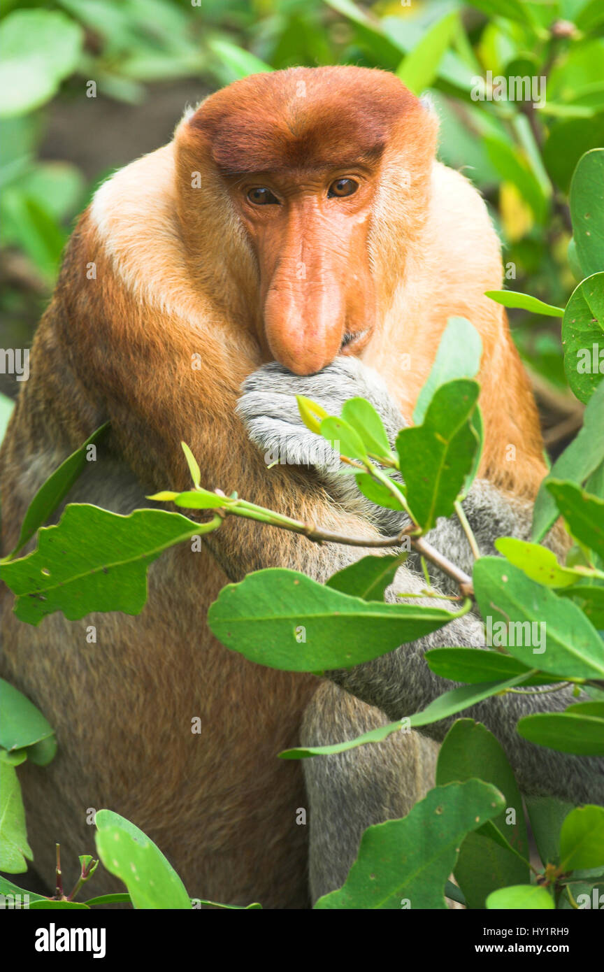 Proboscis Monkey (Nasalis larvatus) mâle adulte, l'alimentation sur les mangroves. Parc national de Bako, Sarawak, Bornéo. Les espèces en voie de disparition. Banque D'Images