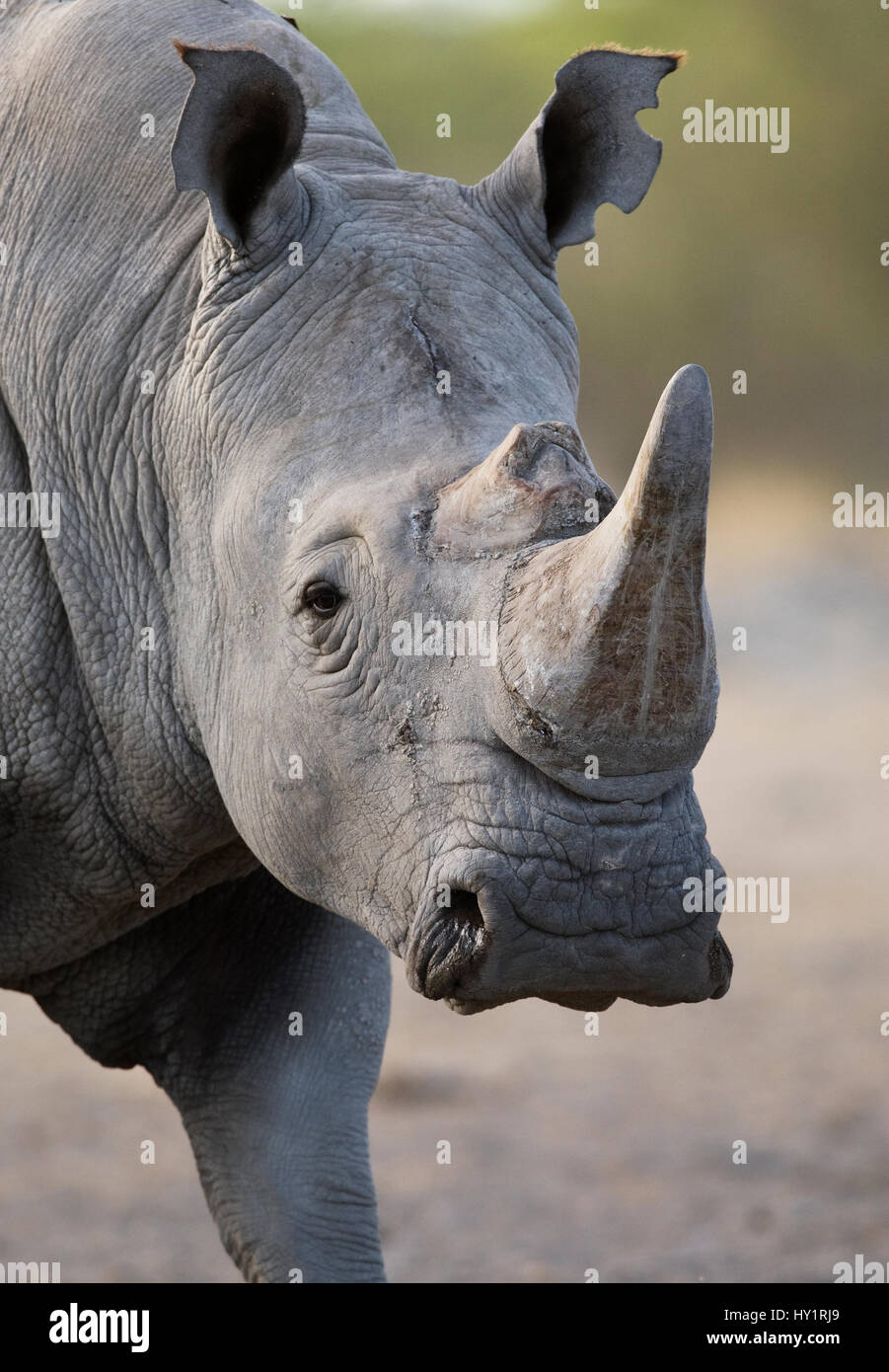 Le rhinocéros blanc (Ceratotherium simum) portrait, Etosha National Park, Namibie. Janvier. Banque D'Images