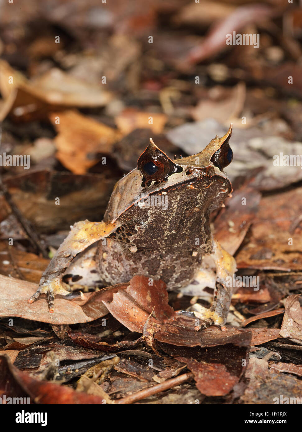La grenouille cornue de Bornéo (Megophrys nasuta) sur le sol de la forêt tropicale, Danum Valley, Sabah, Bornéo, septembre. Banque D'Images