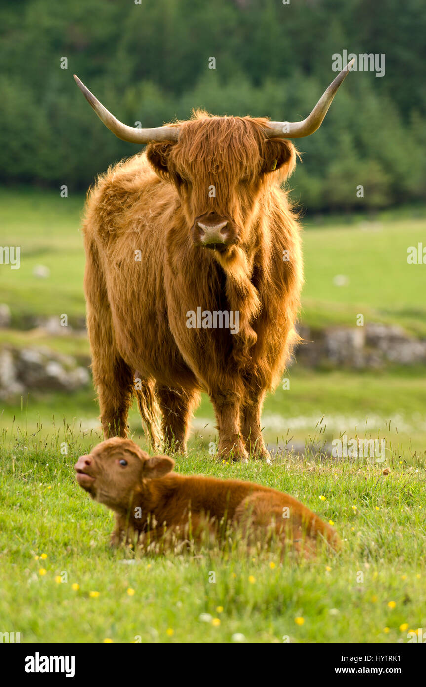 Highland vache avec un jeune veau sur l'Glengorm Eastate. Isle of Mull, Scotland, UK. Banque D'Images