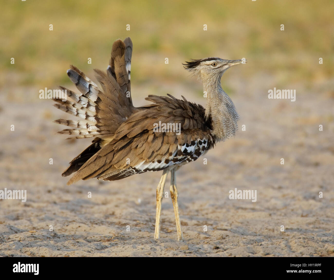 Kori Bustard Choriotis Kori Banque D Image Et Photos Alamy