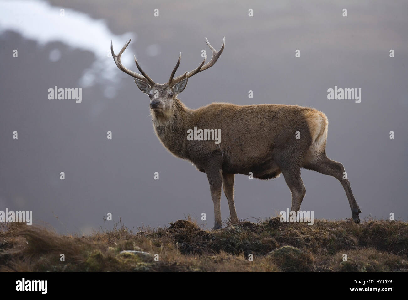 Red Deer (Cervus elaphus) stag, Alladale Wilderness Reserve, Homestead, Ecosse, février. Banque D'Images