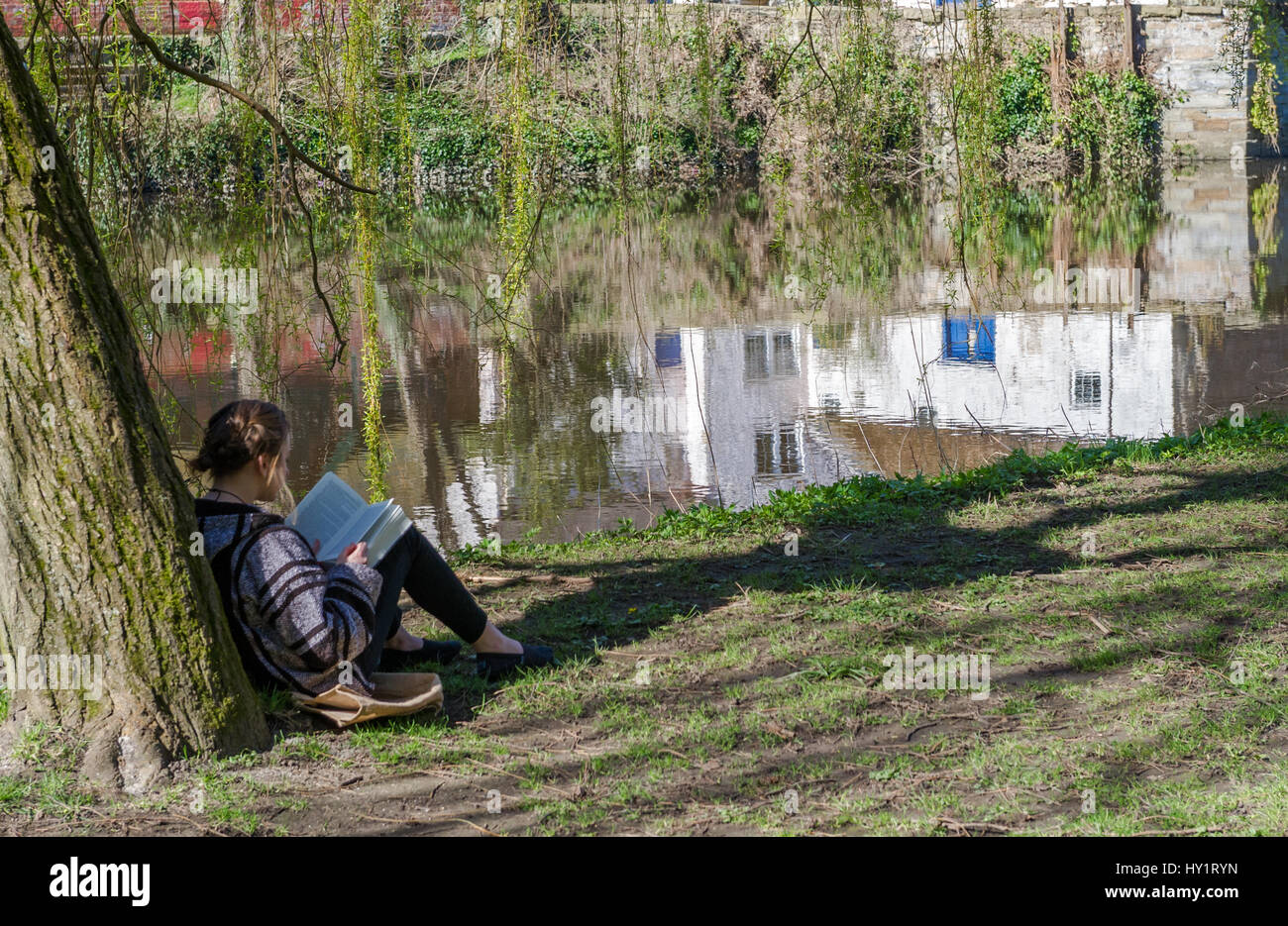 Jeune femme lisant sous un saule sur les rives de la rivière arrière, Durham, Royaume-Uni. Banque D'Images