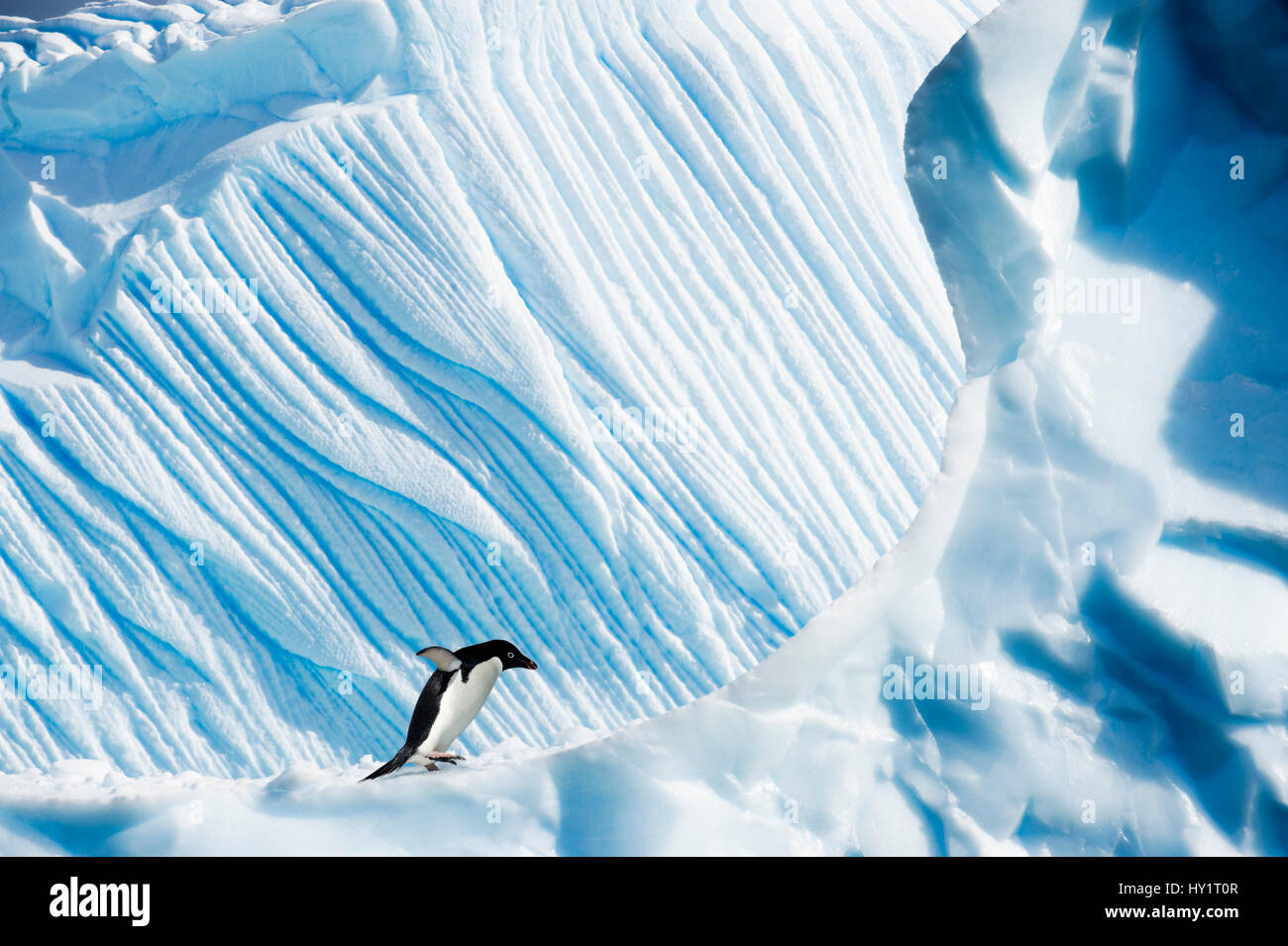 Manchot Adélie (Pygoscelis adeliae) sur l'iceberg. Îles Yalour, Péninsule Antarctique, l'Antarctique. Février. Banque D'Images