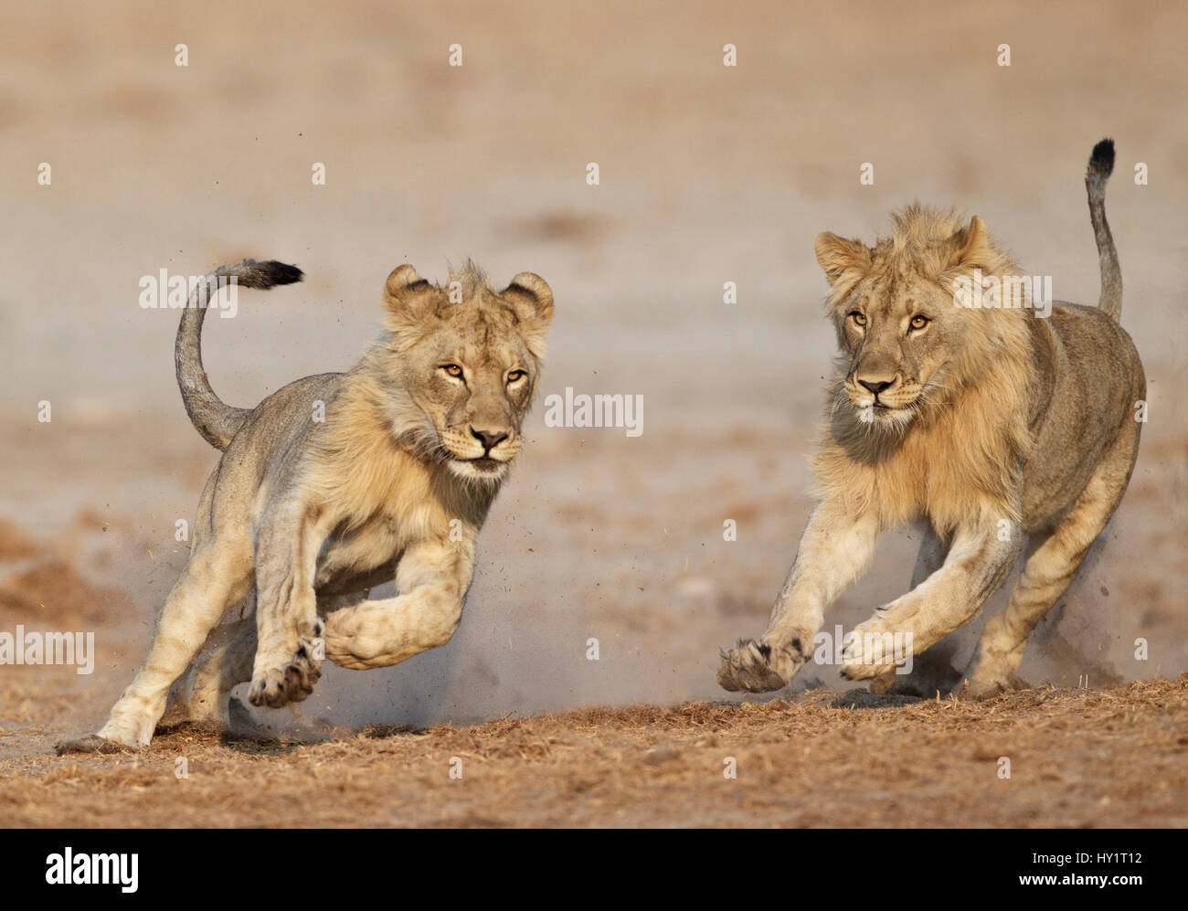 L'African lion (Panthera leo) les jeunes mâles jouant, Etosha National Park, Namibie, août. Banque D'Images