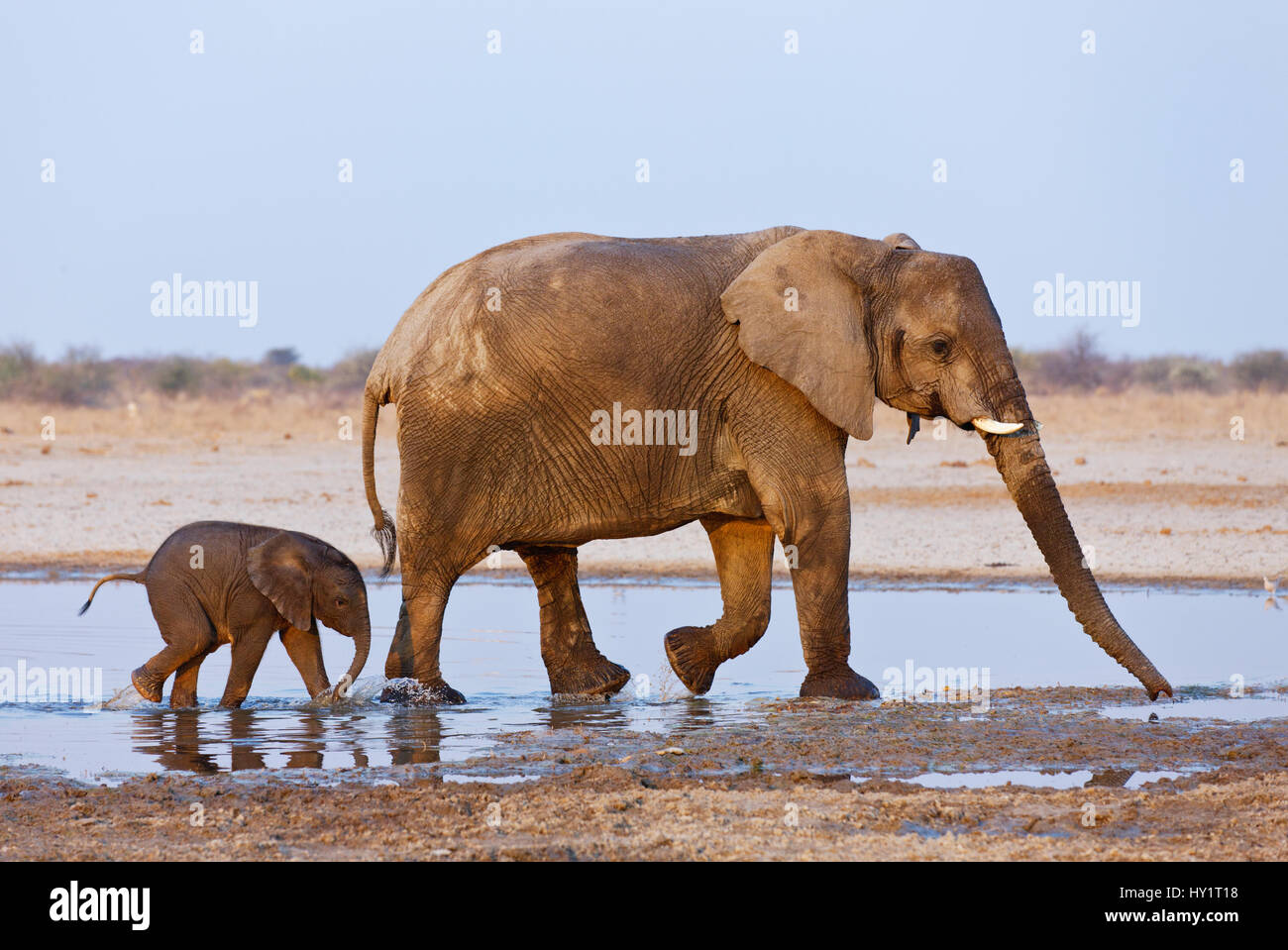 L'éléphant africain (Loxodonta africana) la mère et l'enfant marche à travers l'eau, Etosha National Park, Namibie, août. Les espèces en voie de disparition. Banque D'Images