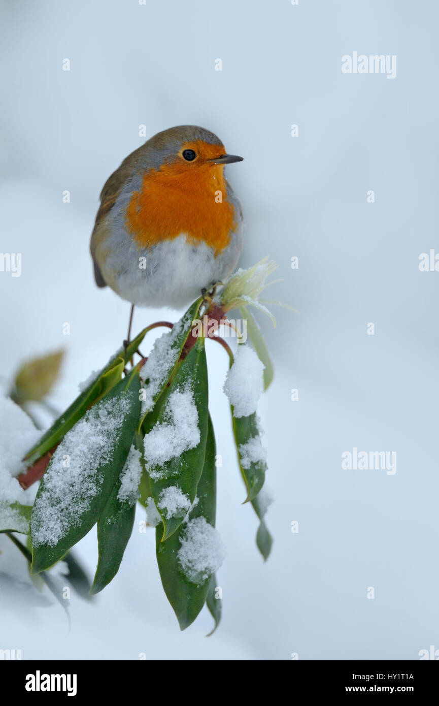 European Robin (Erithacus rubecula aux abords) perché sur couvert de neige des branches, dans le jardin, au Pays de Galles, Royaume-Uni. Décembre. Banque D'Images