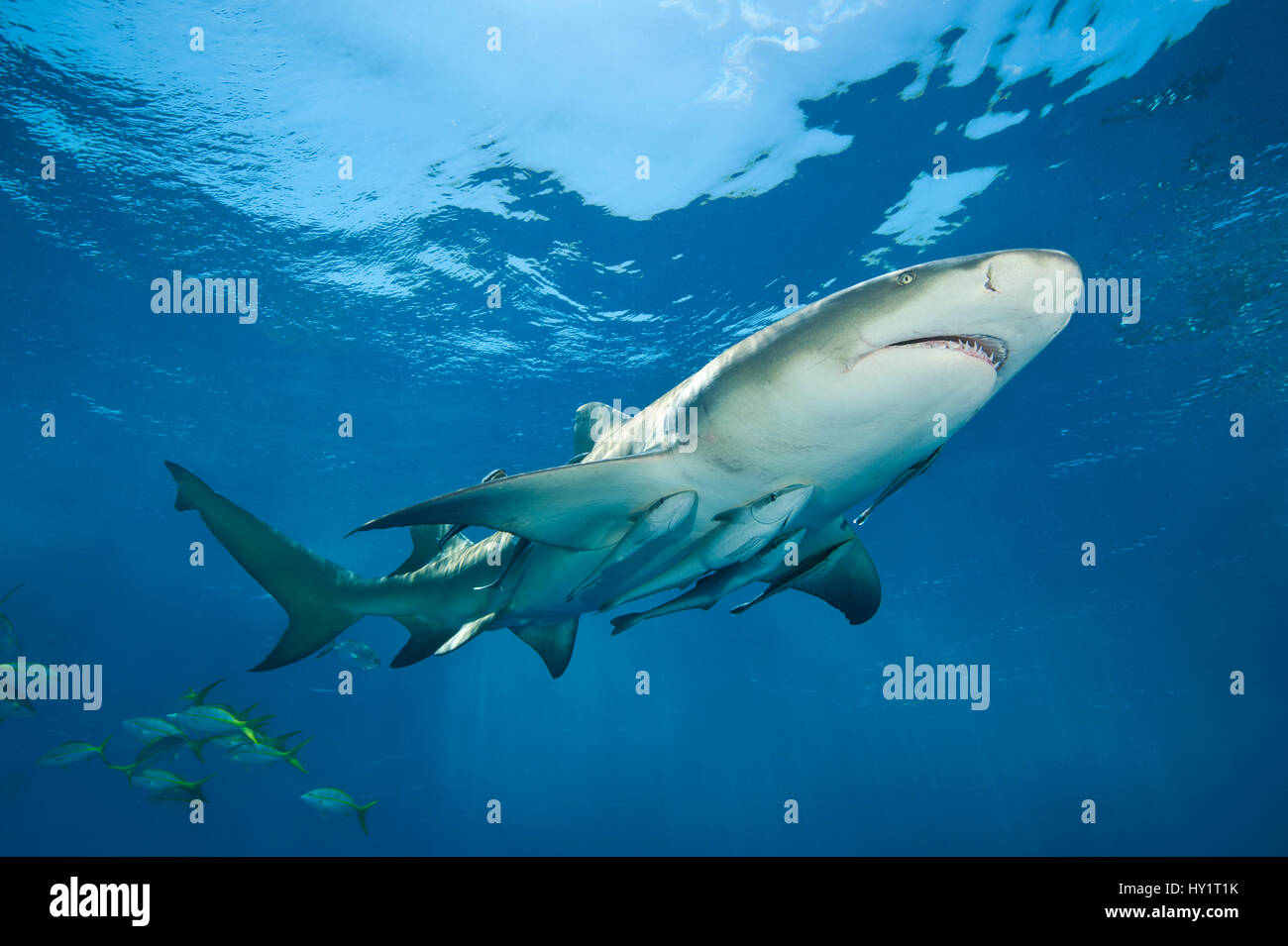 Le requin citron (Negaprion brevirostris) accompagné par Remoras (Echeneis naucrates) nager près de la surface. L'île de Grand Bahama. Bahamas. Ouest de l'océan Atlantique tropical. Banque D'Images