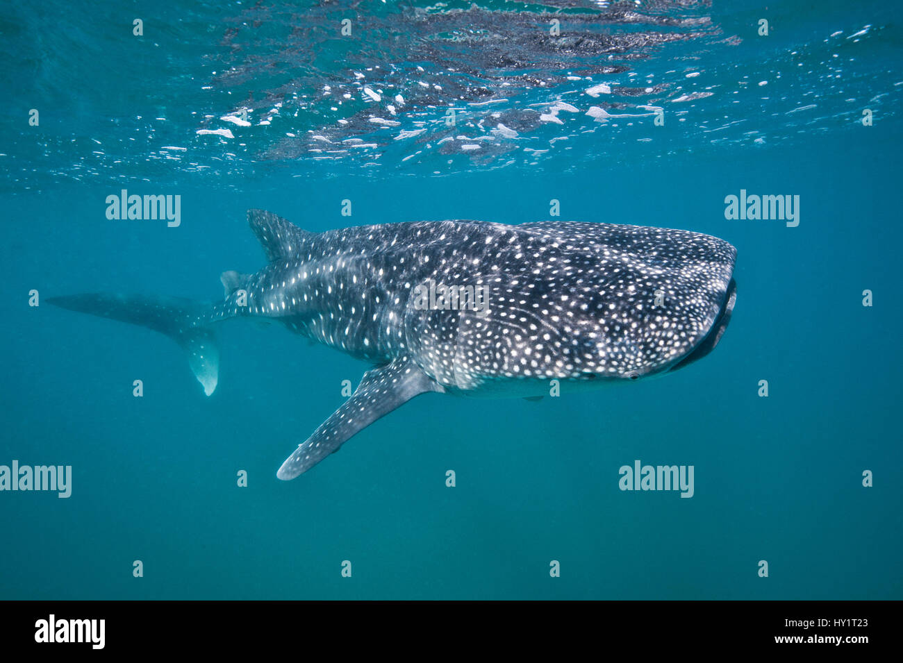 Les jeunes Whaleshark (Rhincodon typus) portrait, moins de 5m de longueur, se nourrissant de plancton près de la surface. La Paz, au Mexique. Mer de Cortez. Octobre. Banque D'Images