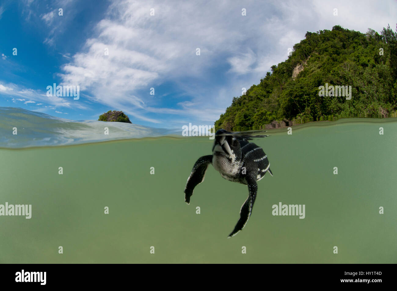 Split-level shot de tortue luth (Dermochelys coriacea) bébés nageurs dans la mer près de la plage de Warmamedi, tête de l'oiseau, la Papouasie occidentale, en Indonésie, en juillet 2009. Les espèces en voie de disparition. Banque D'Images