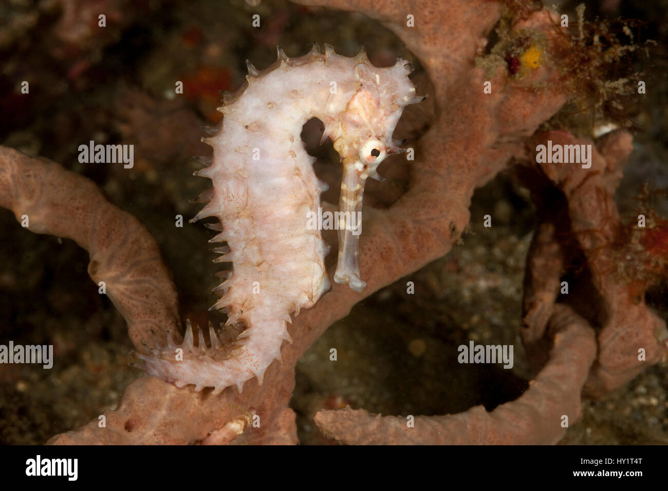 Question épineuse" (Hippocampus hystrix) saisir une éponge avec sa queue. Détroit de Lembeh, au nord de Sulawesi, Indonésie. Banque D'Images