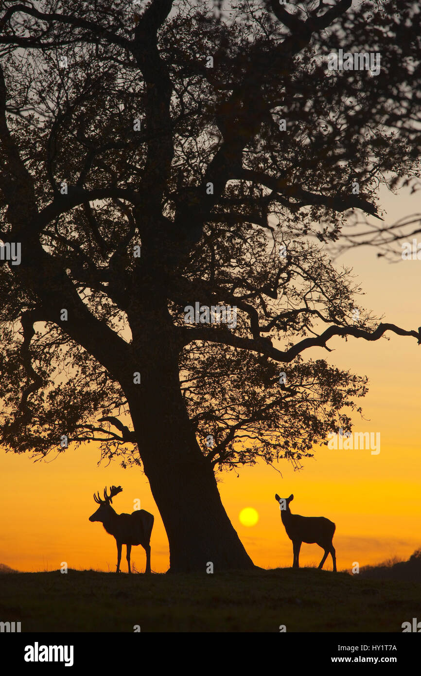 Silhouette de Red Deer (Cervus elaphus) stag et hind par arbre au coucher du soleil, Norfolk, Royaume-Uni. Banque D'Images