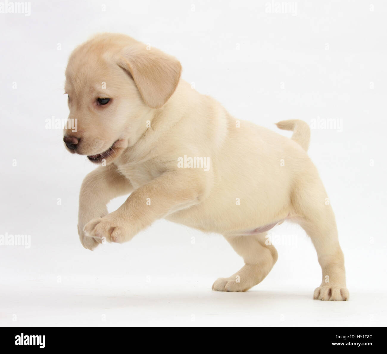 Chiot Labrador jaune ludique saut, 7 semaines. Banque D'Images