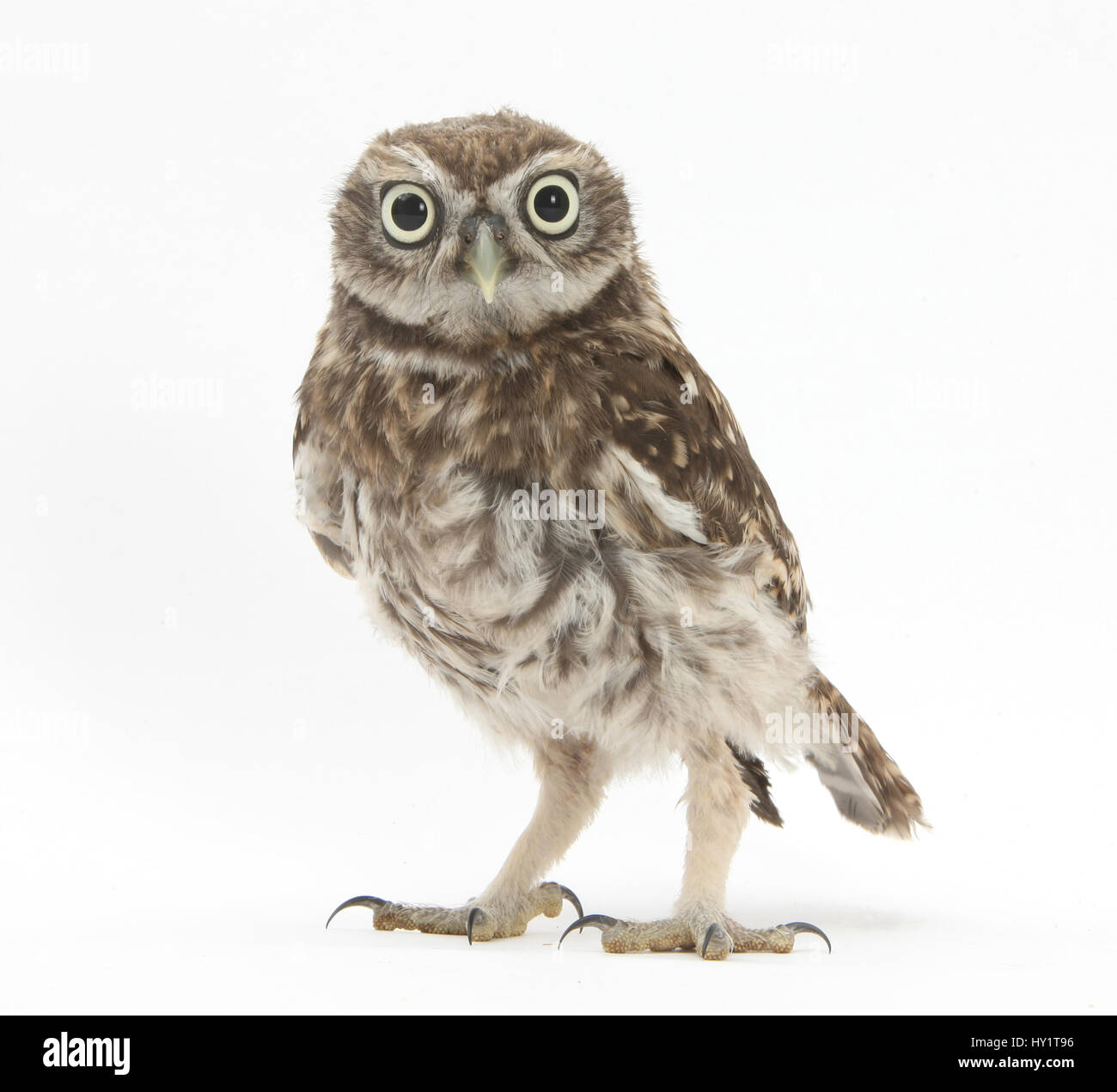 Portrait d'une jeune Chouette chevêche (Athene noctua). Banque D'Images