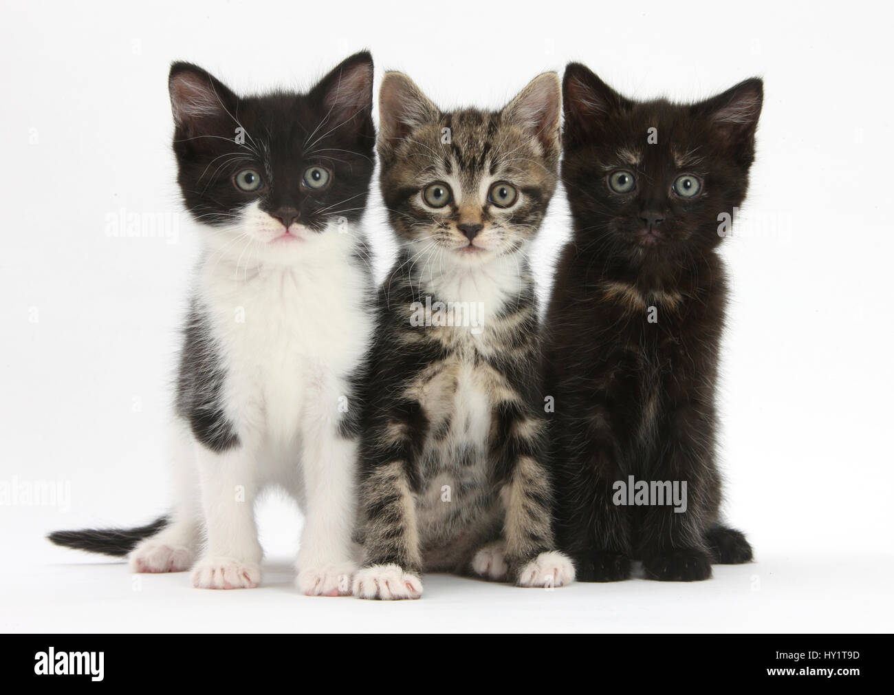 Trois chatons assis ensemble en ligne. Banque D'Images