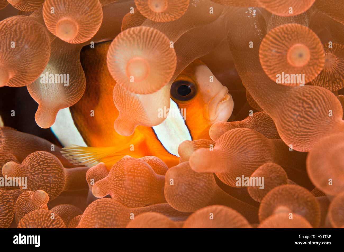 Clarke's poisson clown (Amphiprion clarkii) se cachant parmi les tentacules de l'anémone de mer de l'ampoule (Entacmaea quadricolor) Le Parc National de Komodo, en Indonésie, l'indo-pacifique. Banque D'Images