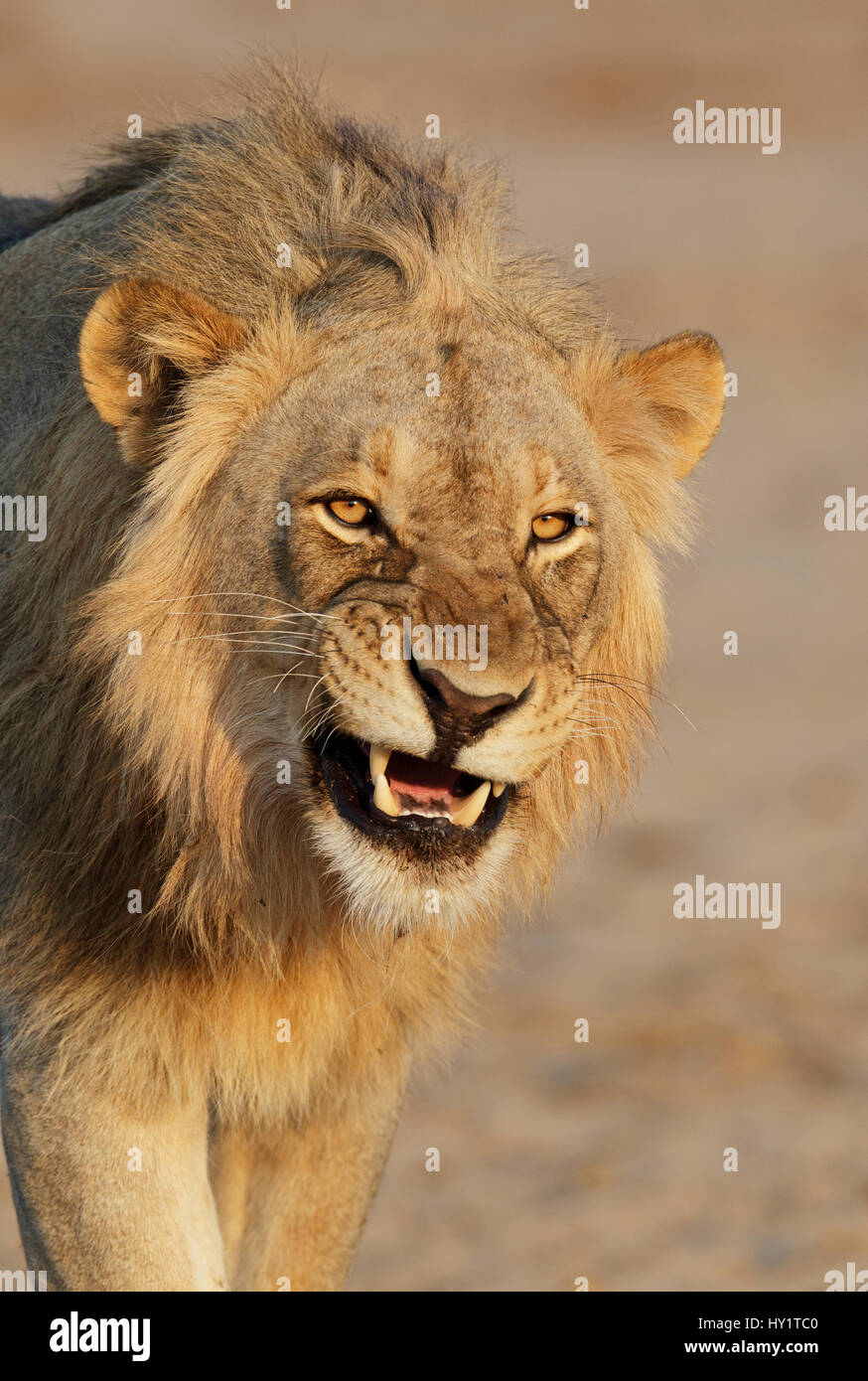 L'African lion (Panthera leo) jeune mâle snarling, Etosha National Park, Namibie. Octobre. Banque D'Images