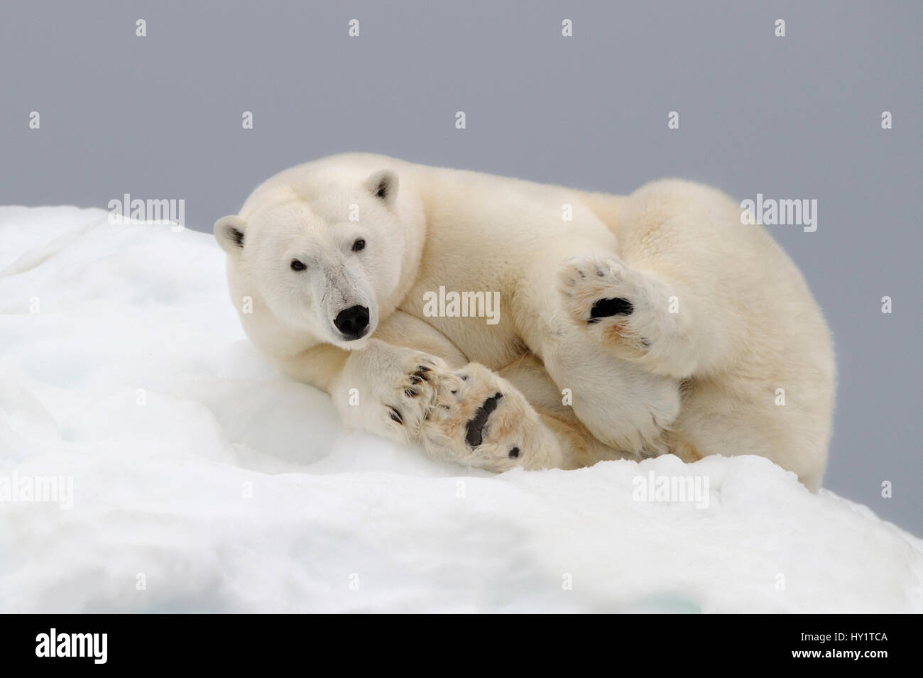 L'ours polaire (Ursus maritimus) reposant sur la glace. Svalbard, Norvège. Les espèces en voie de disparition. Banque D'Images