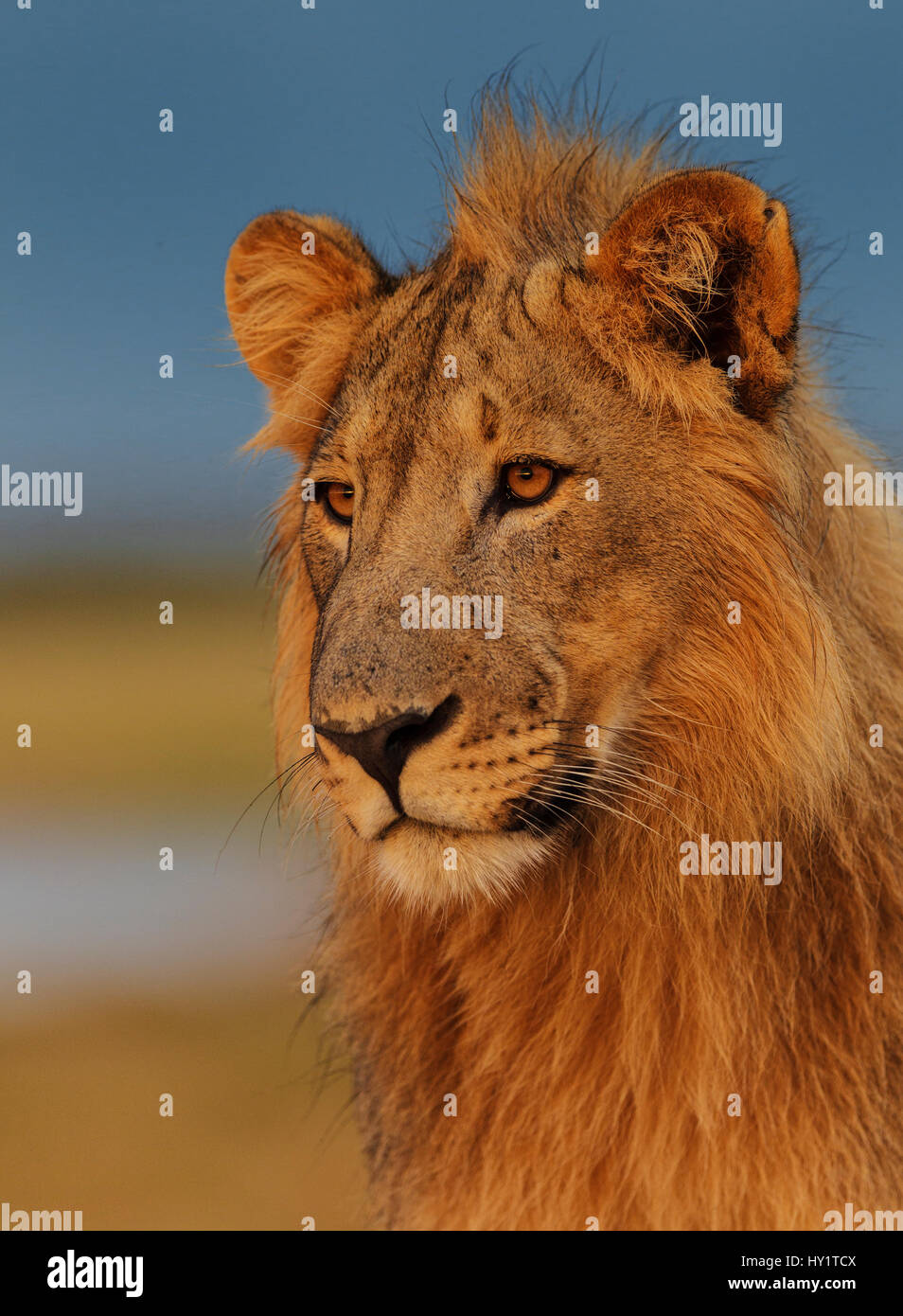 L'African Lion (Panthera leo) jeune mâle au lever du soleil, Etosha National Park, Namibie Banque D'Images