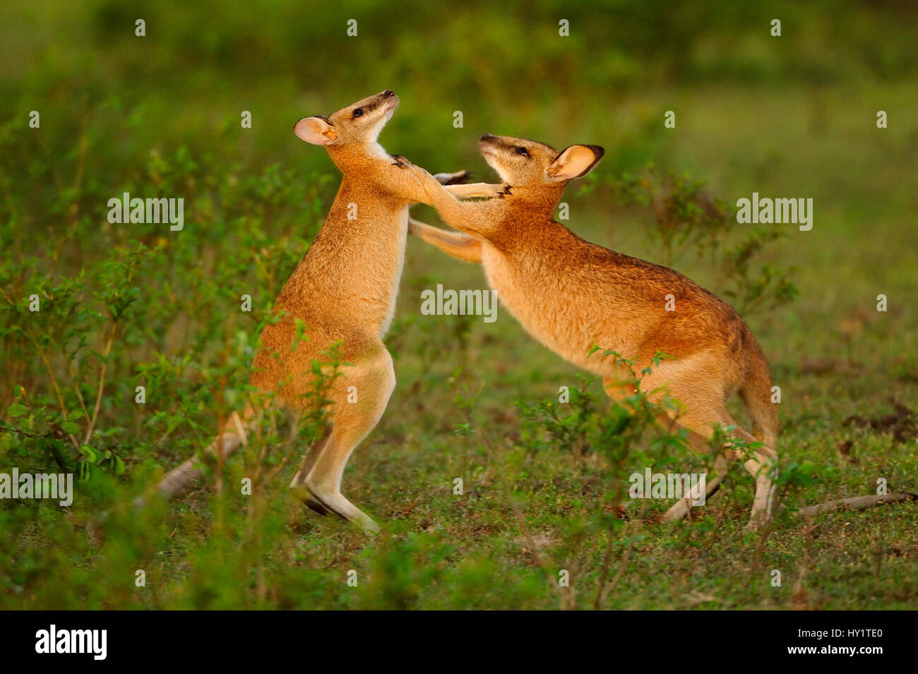 Les Wallabies agiles (Macropus agilis) combat et combats, Bamarru Plaines, Territoires du Nord, Australie Banque D'Images