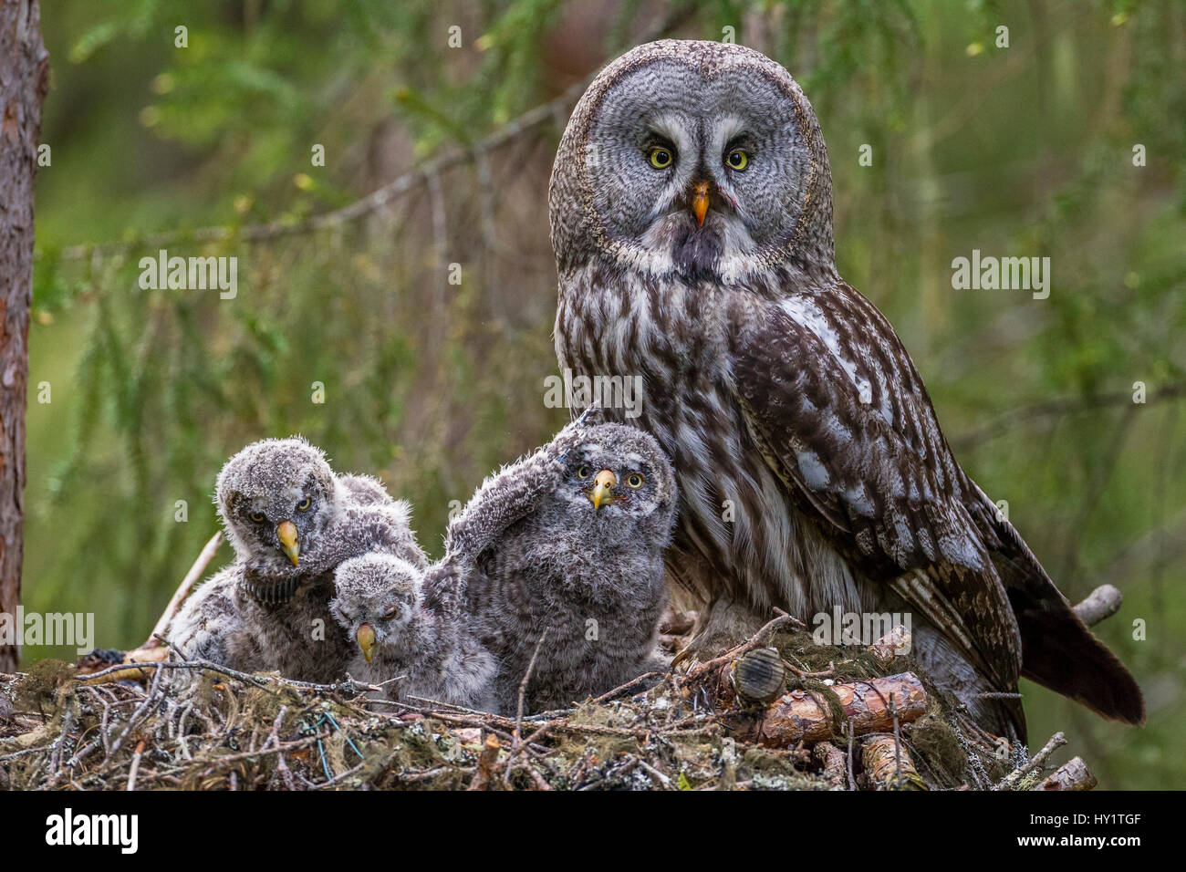 La Chouette Lapone Strix Nebulosa Des Profils Et Les Oisillons Au Nid Nest Cadre Est L Homme Ostersund Suede De Juin Photo Stock Alamy