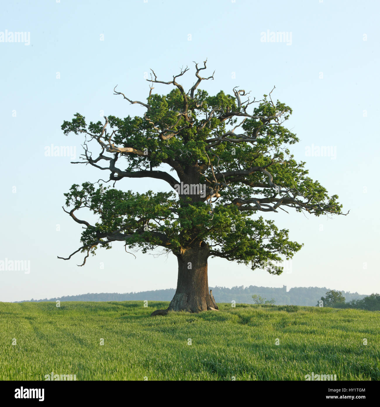 Chêne pédonculé (Quercus robur) Portrait d'arbres au printemps, Surrey, UK, Mai Banque D'Images