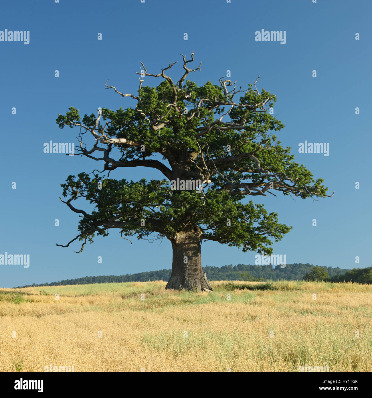 Chêne pédonculé (Quercus robur) portrait de l'arbre en été, Surrey, UK, Juillet Banque D'Images