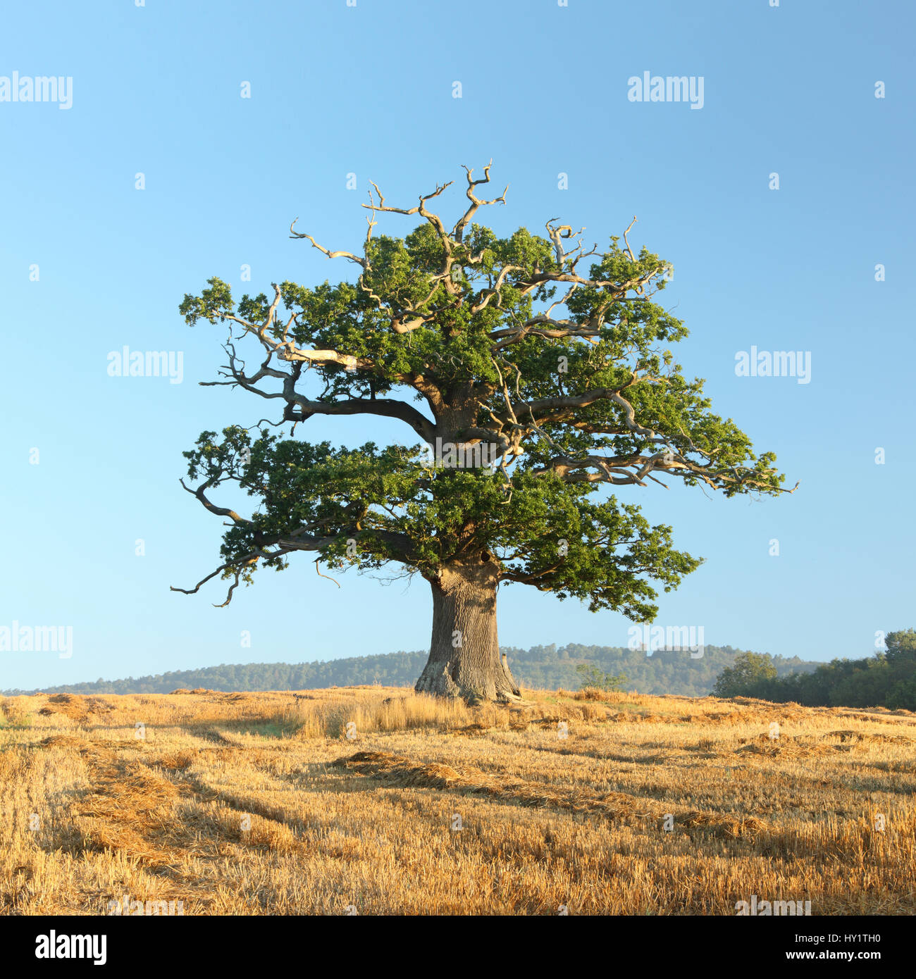 Chêne pédonculé (Quercus robur) Portrait d'arbres en automne, Surrey, UK, Septembre Banque D'Images