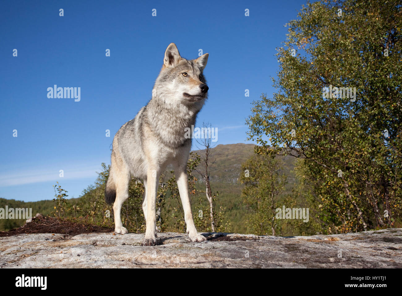 Loup eurasien (Canis lupus lupus), de la Norvège, captive Banque D'Images