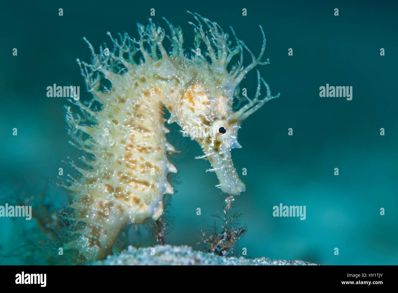Une femelle jaune" (Hippocampus guttulatus), Capo Galera, Alghero, Sardaigne, Italie, Mer Méditerranée. Banque D'Images
