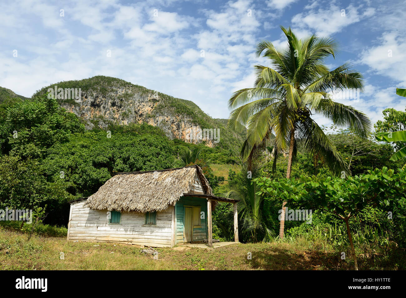 Maison en bois de l'agriculteur cubain dont il est la plantation de tabac qui les meilleurs cigares suivant sont faits dans le monde. Valle de Viñales, Cuba, broche Banque D'Images