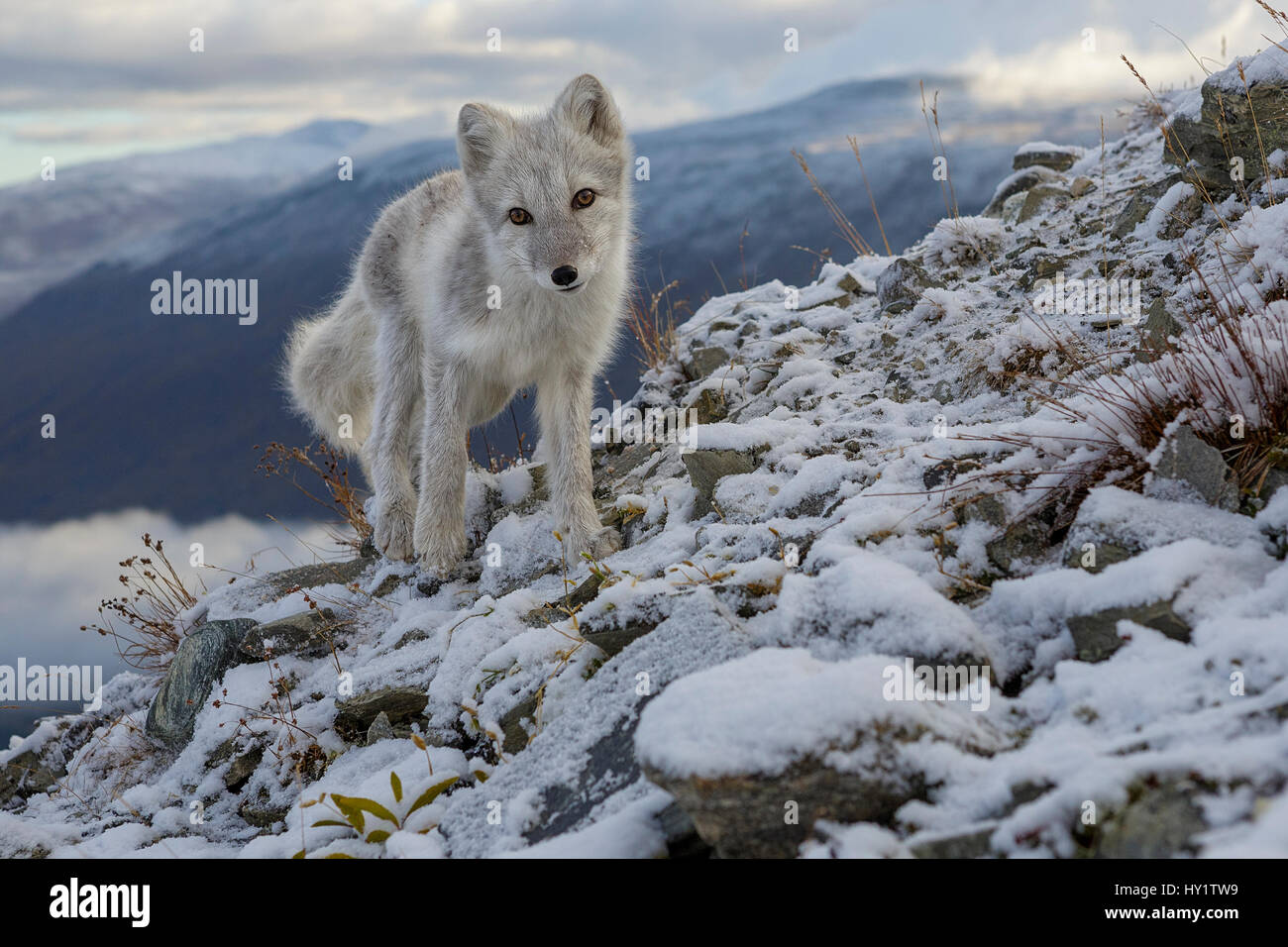 Le renard arctique (Alopex / Vulpes lagopus) Comité permanent sur l'arête, durant la mue d'été à fourrure gris blanc d'hiver. Le Parc National de Dovrefjell, Norvège, septembre. Banque D'Images