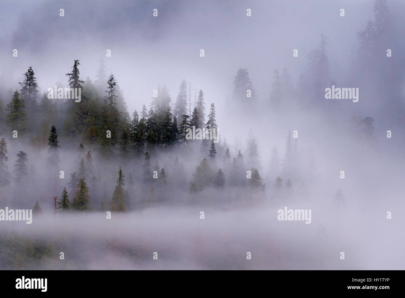 Brume matinale qui pèsent sur les forêts de conifères côtières. Près de Khutze Inlet, la forêt pluviale de Great Bear, en Colombie-Britannique, Canada, octobre 2013. Banque D'Images