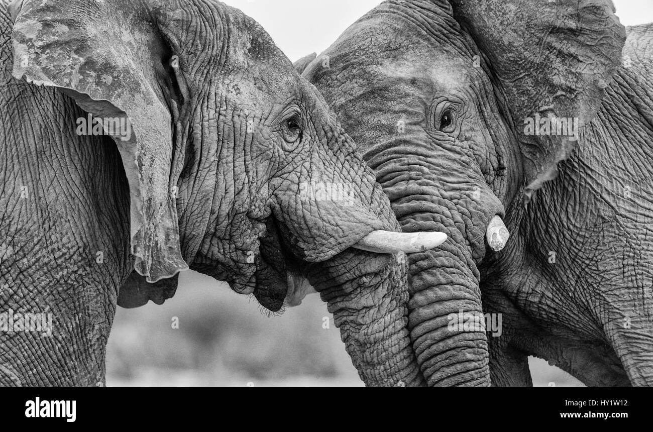 Photographie en noir et blanc d'éléphant africain (Loxodonta africana) deux bulls head poussant, Etosha National Park, Namibie. Banque D'Images