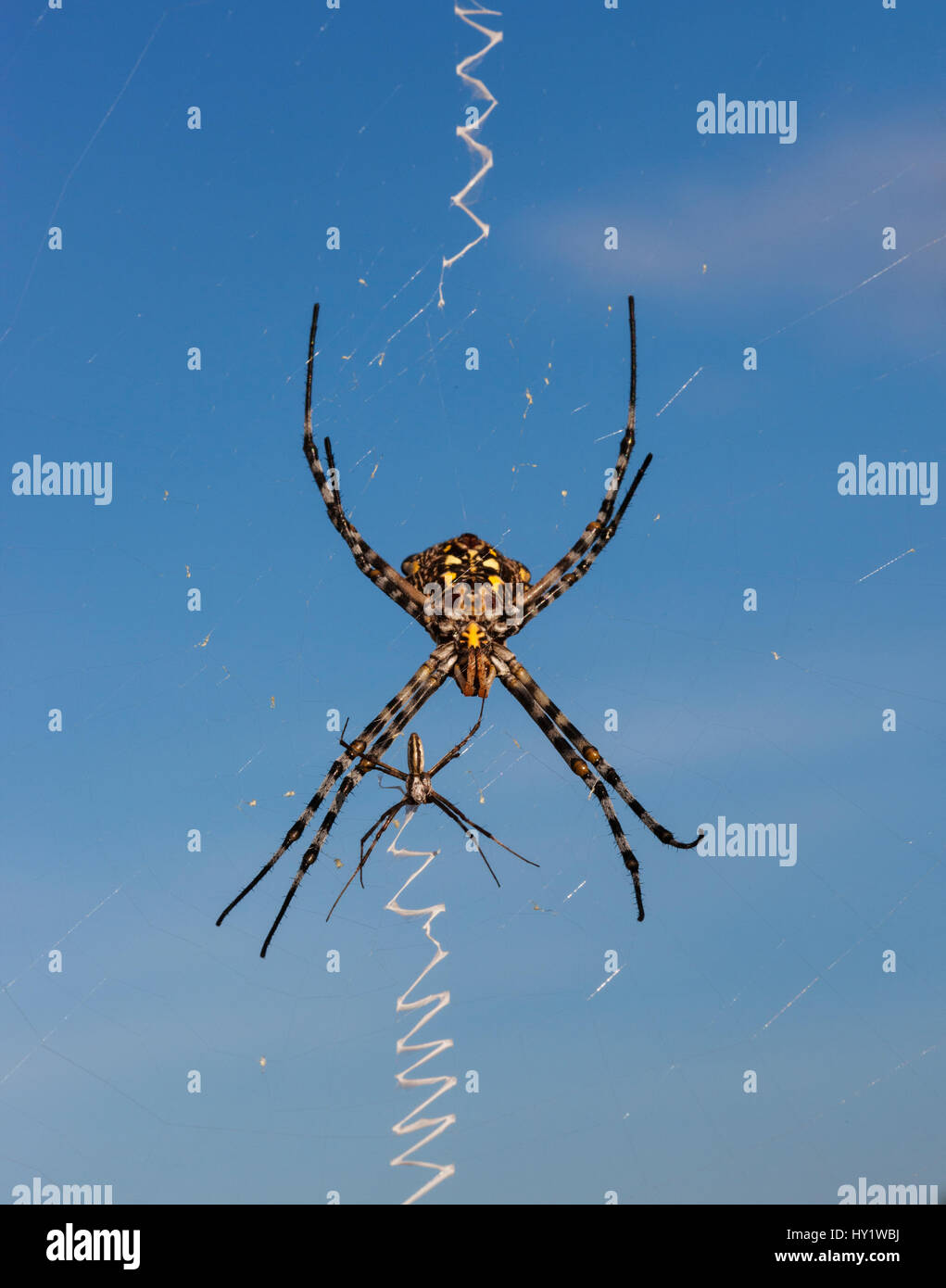 Golden Orb Spider web (Nephila sp) femelle avec plus petit homme, Central Kalahari Game Reserve, Botswana. Banque D'Images